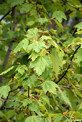 Rocky Mountain Maple (Acer glabrum) at Stonegate Gardens