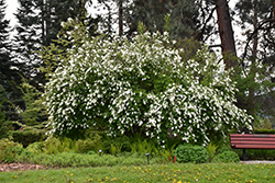 The Bride Pearlbush (Exochorda x macrantha 'The Bride') at A Very Successful Garden Center