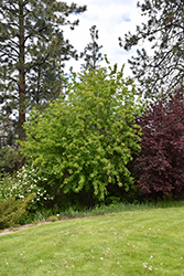 Rocky Mountain Maple (Acer glabrum) at A Very Successful Garden Center