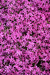 Red Wings Moss Phlox (Phlox subulata 'Red Wings') at Stonegate Gardens