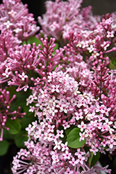 Scent And Sensibility Pink Lilac (Syringa 'SMSXPM') at Lakeshore Garden Centres