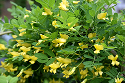 Weeping Peashrub (Caragana arborescens 'Pendula') at The Mustard Seed