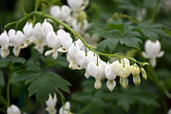White Bleeding Heart (Dicentra spectabilis 'Alba') at The Mustard Seed