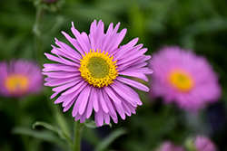 Happy End Alpine Aster (Aster alpinus 'Happy End') at A Very Successful Garden Center