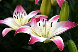 Lollypop Lily (Lilium 'Lollypop') at A Very Successful Garden Center