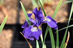 Blue King Siberian Iris (Iris sibirica 'Blue King') at A Very Successful Garden Center