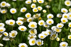 White English Daisy (Bellis perennis 'White') at A Very Successful Garden Center