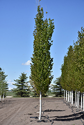 Forest Silver Aspen (Populus tremuloides 'Forest Silver') at Stonegate Gardens