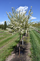 Mary Liss Pincherry (Prunus pennsylvanica 'Mary Liss') at Lakeshore Garden Centres