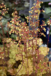 Ginger Ale Coral Bells (Heuchera 'Ginger Ale') at A Very Successful Garden Center