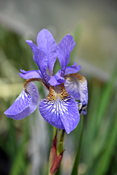 Persimmon Siberian Iris (Iris sibirica 'Persimmon') at A Very Successful Garden Center