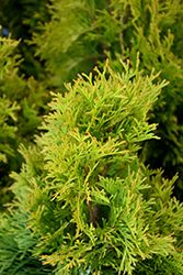 Highlights Arborvitae (Thuja occidentalis 'Janed Gold') at Lakeshore Garden Centres