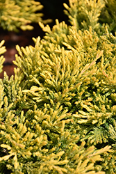 Gold Strike Juniper (Juniperus horizontalis 'Gold Strike') at A Very Successful Garden Center