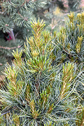 Westerstede Swiss Stone Pine (Pinus cembra 'Westerstede') at A Very Successful Garden Center