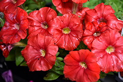 Picobella Red Petunia (Petunia 'Picobella Red') at A Very Successful Garden Center