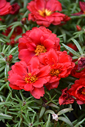 Happy Hour Deep Red Portulaca (Portulaca grandiflora 'PAS752678') at A Very Successful Garden Center