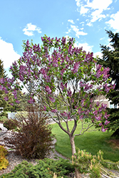 Sensation Lilac (Syringa vulgaris 'Sensation') at Pathways To Perennials