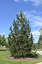 Mountain Pine (Pinus uncinata) at Stonegate Gardens