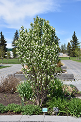 Standing Ovation Saskatoon Berry (Amelanchier alnifolia 'Obelisk') at A Very Successful Garden Center