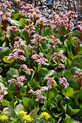 Pink Dragonfly Bergenia (Bergenia 'Pink Dragonfly') at Stonegate Gardens