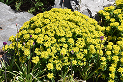 Cushion Spurge (Euphorbia polychroma) at A Very Successful Garden Center