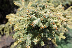 Golden Black Spruce (Picea mariana 'Aurea') at Stonegate Gardens