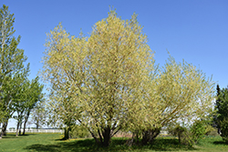 Golden Willow (Salix alba 'Vitellina') at Stonegate Gardens