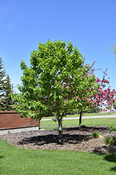 Paskapoo Balsam Poplar (Populus balsamifera 'Paskapoo') at A Very Successful Garden Center