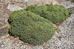 Dwarf Black Spruce (Picea mariana 'Nana') at A Very Successful Garden Center