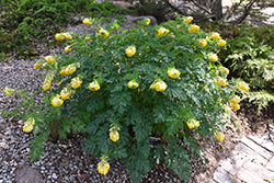 Siberian Corydalis (Corydalis nobilis) at A Very Successful Garden Center