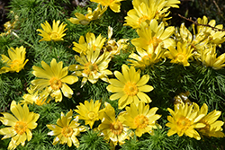 Spring Adonis (Adonis vernalis) at A Very Successful Garden Center