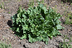 Chinese Rhubarb (Rheum officinale) at A Very Successful Garden Center