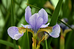 Regency Buck Siberian Iris (Iris sibirica 'Regency Buck') at A Very Successful Garden Center