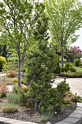 Dolly's Choice Mugo Pine (Pinus mugo 'Dolly's Choice') at A Very Successful Garden Center