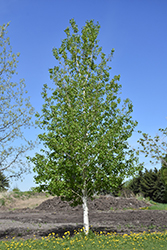 Pike Bay Quaking Aspen (Populus tremuloides 'Pike Bay') at A Very Successful Garden Center
