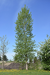 Balsam Poplar (Populus balsamifera) at A Very Successful Garden Center