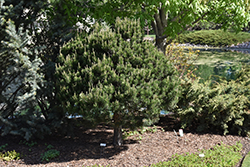 Dwarf Scotch Pine (Pinus sylvestris 'Pumila') at A Very Successful Garden Center