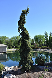 Weeping White Spruce (Picea glauca 'Pendula') at Green Thumb Garden Centre