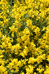 Bangle Dyers Greenwood (Genista lydia 'Select') at Lakeshore Garden Centres