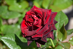 Black Baccara Rose (Rosa 'Black Baccara') at Stonegate Gardens