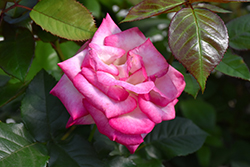 Melody Perfume Rose (Rosa 'Melody Perfume') at Stonegate Gardens