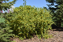 Golden Flowering Currant (Ribes aureum) at A Very Successful Garden Center