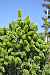 Christina Columnar Spruce (Picea abies 'Christina') at Stonegate Gardens