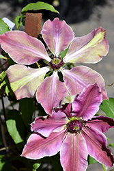 Lincoln Star Clematis (Clematis 'Lincoln Star') at Lakeshore Garden Centres