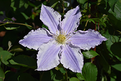 Ruffled Feathers Clematis (Clematis 'Vancouver Sea Breeze') at Stonegate Gardens