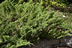 Skandia Juniper (Juniperus sabina 'Skandia') at A Very Successful Garden Center