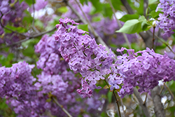 Asessippi Lilac (Syringa x hyacinthiflora 'Asessippi') at Stonegate Gardens