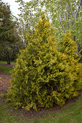 Golden Arborvitae (Thuja occidentalis 'Aurea') at Stonegate Gardens