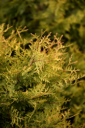 Golden Arborvitae (Thuja occidentalis 'Aurea') at Lakeshore Garden Centres