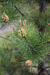 Lodgepole Pine (Pinus contorta 'var. latifolia') at Stonegate Gardens